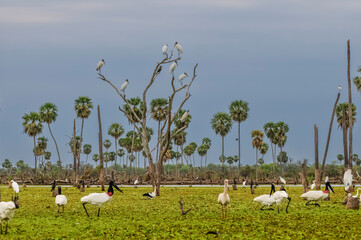 Jabiru Stork, in wetland environment, La Estrella Marsh, Formosa Province, Argentina.