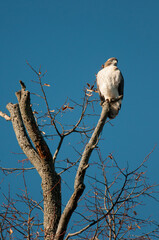 Red Tailed Hawk perched atop a dead tree