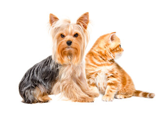 Yorkshire Terrier dog and Scottish Straight kitten sitting together isolated on a white background