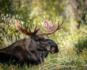 a moose with large antlers sits in the grass next to bushes