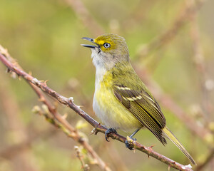 Obraz premium White-eyed vireo perched on a branch