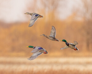 Group of mallard ducks in flight