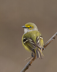 White-eyed vireo perched on a branch © Wirestock