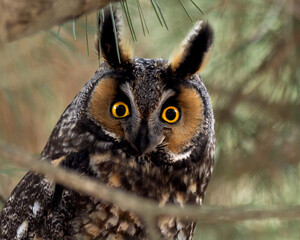 Long-eared owl perched on a tree branch, gazing intently