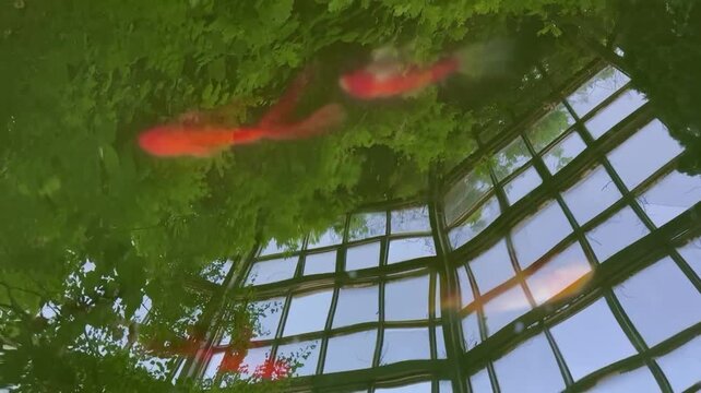 Closeup shot of the goldfish swimming in a tranquil pond reflecting the roof of the greenhouse