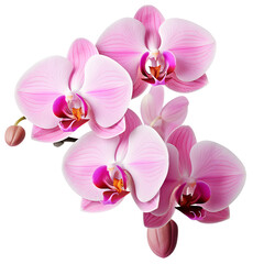 Fototapeta na wymiar beautiful ornamental pink flower with stalks and bud PNG
