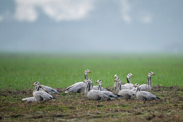 Flock of Bar headed goose  - 747240857
