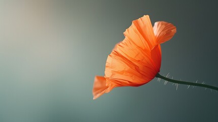 An orange poppy flower swaying against a soft backdrop, embodying simplicity and natural beauty, ideal for botany, ecology, and spring concepts, with copy space.