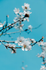 branch of almond tree in full bloom - 747242869