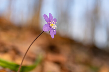 First flowers in relic forest