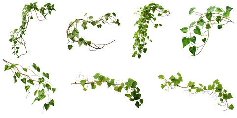 Set of green leaves from Javanese treebine or grape ivy (Cissus spp.), a jungle vine and hanging...