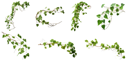 Set of green leaves from Javanese treebine or grape ivy (Cissus spp.), a jungle vine and hanging ivy plant bush foliage, isolated on a white background with a clipping path.	
