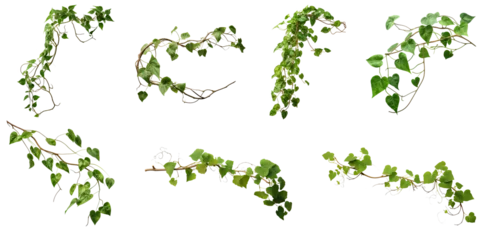 Foto op Plexiglas Set of green leaves from Javanese treebine or grape ivy (Cissus spp.), a jungle vine and hanging ivy plant bush foliage, isolated on a white background with a clipping path.   © Transparent png