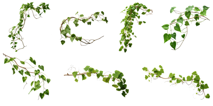 Set of green leaves from Javanese treebine or grape ivy (Cissus spp.), a jungle vine and hanging ivy plant bush foliage, isolated on a white background with a clipping path.	
