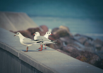 seagulls in the harbor
