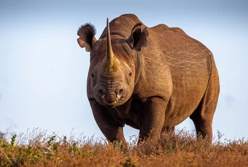 Fototapeten Nashorn Front on wild black rhino staring  © ann gadd