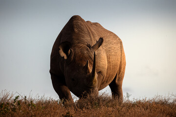 Dramatic rhino in wild Africa