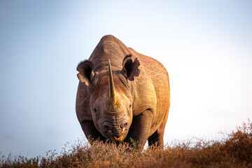 Black Rhino on safari