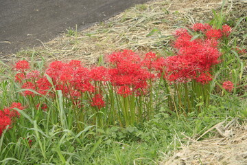 横に密集して咲いている彼岸花