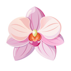flower exotic pink orchid