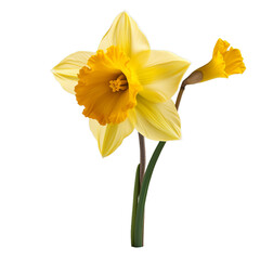 daffodil isolated on transparent background, png