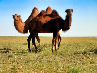 Southern Mongolia