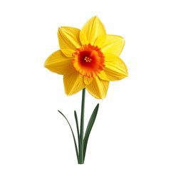 daffodil isolated on transparent background, png