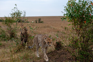 cheetah  in the vast wilderness of Africa © Herbert