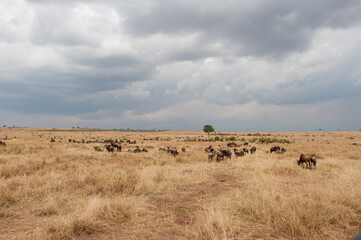 migration in the Masai Mara Kenya