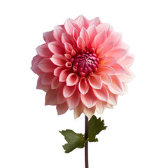 dahlia isolated on transparent background, png
