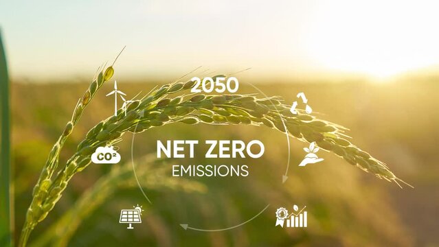 Net zero  2050. Carbon neutral concept. Net zero greenhouse gas emissions target. Climate neutral long term strategy.Growth chart with net zero icons. No toxic gase. 4k video