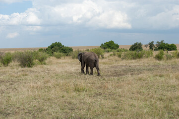 big elephant in the savannah of Africa