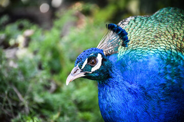 Fototapeta premium peacock