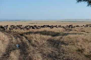 migration in the Masai Mara Kenya
