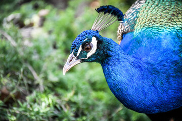 Obraz premium peacock