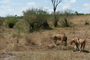 Fototapeta na wymiar lions couple in the savannah of Kenya