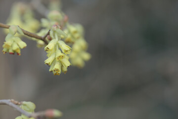 3月からが旬の土佐水木（トサミズキ）