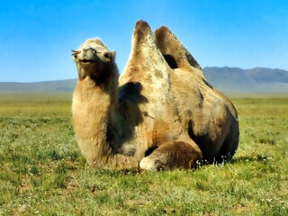Southern Mongolia