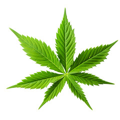 marijuana plan leaf PNG