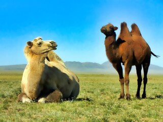 Southern Mongolia