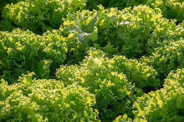 Naklejka premium Hydroponic vegetables salad. Health food concept.