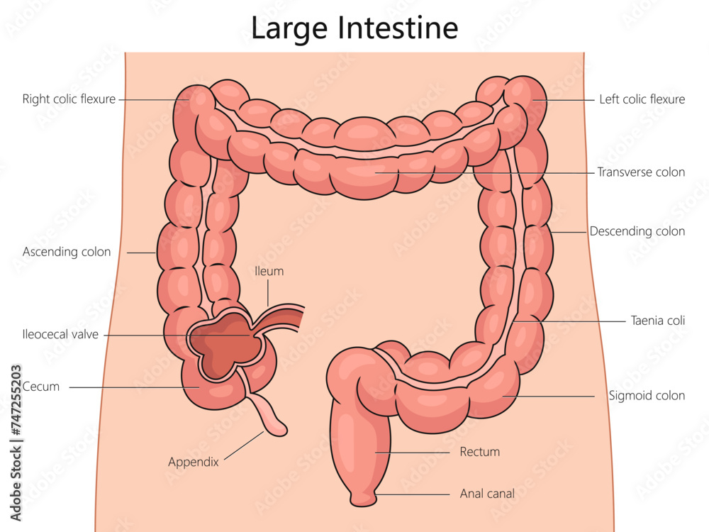 Canvas Prints large intestine structure diagram hand drawn schematic vector illustration. medical science educatio