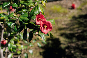 pink and white flowers