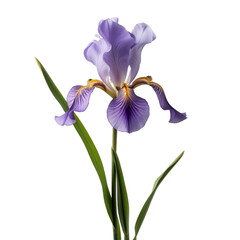 dutch iris isolated on transparent background, png