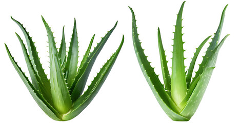 Aloe vera plant isolated background - clipping path included