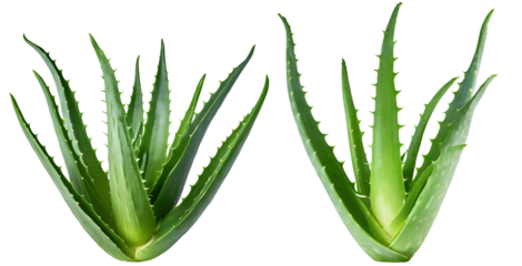Aloe vera plant isolated background - clipping path included