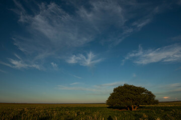 Pampas tree landscape, La Pampa province, Patagonia, Argentina.