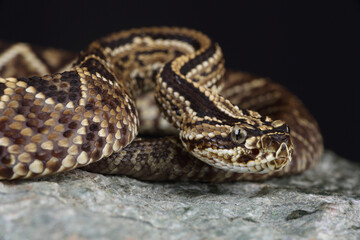 Portrait of a South American Rattlesnake on a rock

