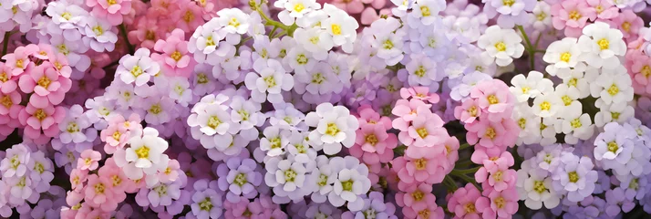 Foto op Plexiglas Enthralling Landscape of Pastel Alyssum Flowers Displayed in a Serene and Wholesome Celebration of Springtime © Nellie