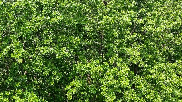 Aerial video of green willow trees and flying white catkins natural landscape in summer. Panning shot.